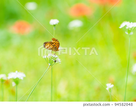 An autumn tradition: A cluster of full-blooming cluster amaryllis, perched on a white leek 94582048