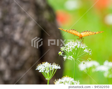 An autumn tradition: A cluster of full-blooming cluster amaryllis, perched on a white leek An autumn tradition: A cluster of full-blooming cluster amaryllis, perched on a white leek 94582050