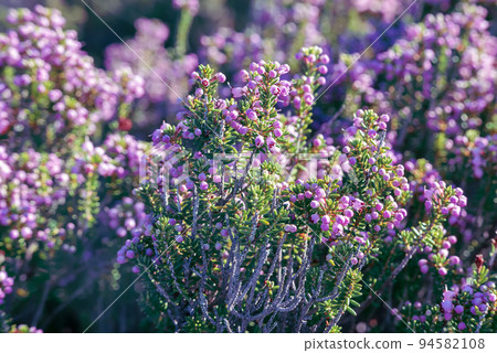 Blooming heather flowers 94582108