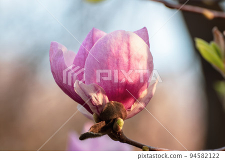 Magnolia spring flowers Magnolia spring flowers 94582122