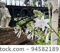 Flowers 94582189