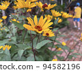 Flowers 94582196