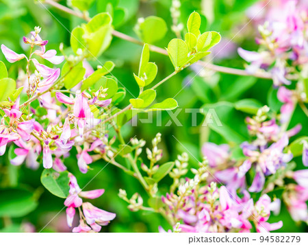 美麗的秋花,漂亮可愛的小三葉草花 美麗的秋花,漂亮可愛的小三葉草花 94582279