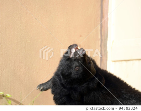 亞洲黑熊 亞洲黑熊 94582324