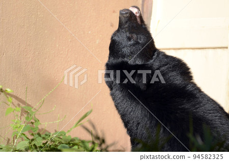 亞洲黑熊 亞洲黑熊 94582325