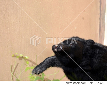 Asian black bears Asian black bears 94582326