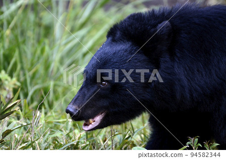 Asian black bears Asian black bears 94582344