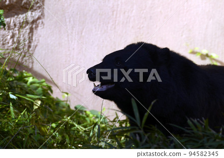 Asian black bears Asian black bears 94582345