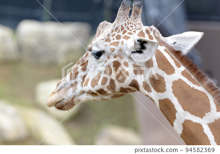 Giraffe Giraffe 94582369