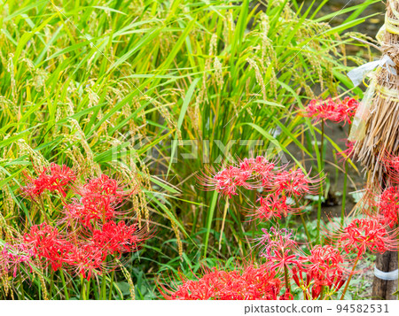 秋天的傳統美麗的簇狀孤挺花在稻田的山脊上盛開 94582531