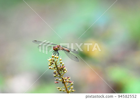棲息在野草上的蜻蜓 棲息在野草上的蜻蜓 94582552