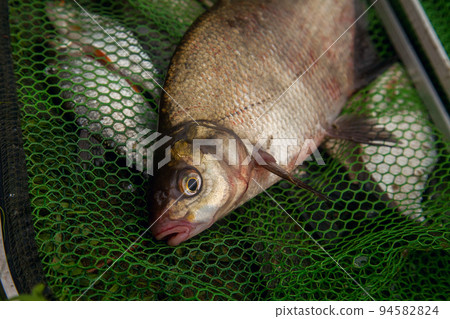 Successful fishing - big freshwater bream fish on keepnet with fishery catch in it.. 94582824