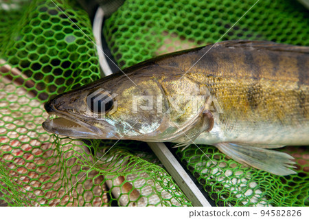 Freshwater zander on keepnet with fishery catch in it.. 94582826
