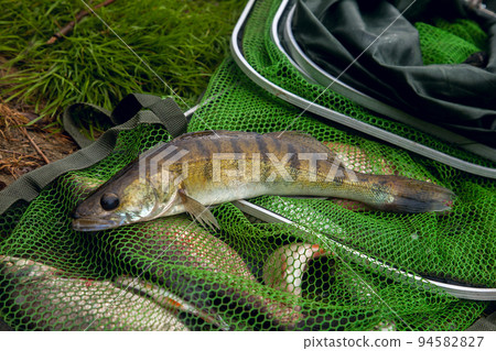 Freshwater zander on keepnet with fishery catch in it.. 94582827
