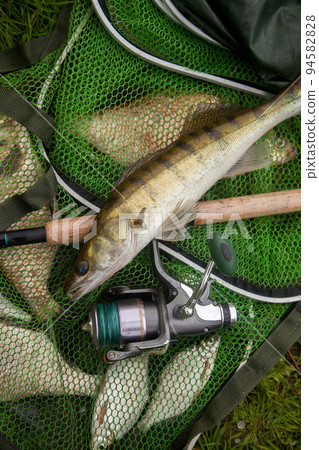 Freshwater zander and fishing rod with reel on keepnet with fishery catch in it.. 94582828