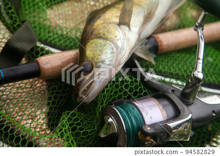 Freshwater zander and fishing rod with reel on keepnet with fishery catch in it.. 94582829