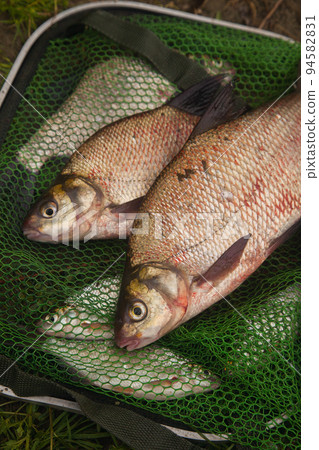 Two big freshwater common bream fish on green fishing net.. 94582831