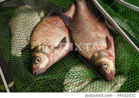 Two big freshwater common bream fish on green fishing net.. 94582832