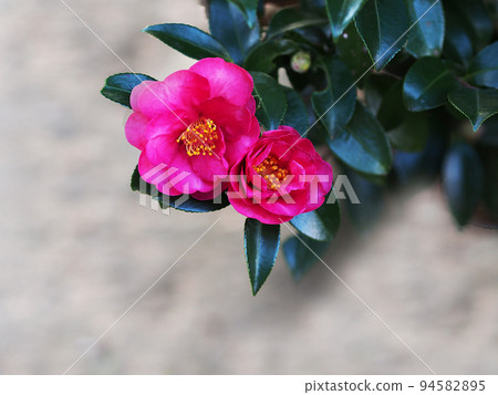 冬天開花的紅茶花 冬天開花的紅茶花 94582895