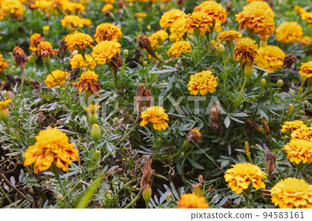 Orange tagetes or Marigold flowers. Floral background. Selective focus Orange tagetes or Marigold flowers. Floral background. Selective focus 94583161