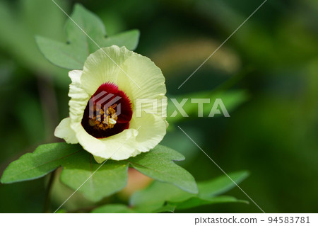 在明亮的陽光下綻放美麗的棉花花 94583781