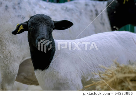 Portrait of cute lamb at agricultural animal exhibition, trade show 94583996