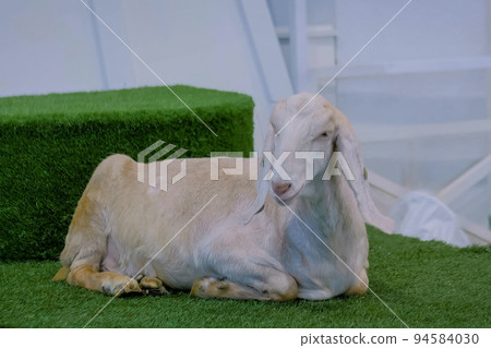 White goat lying on the artificial turf grass at agricultural animal exhibition White goat lying on the artificial turf grass at agricultural animal exhibition 94584030