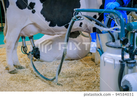 Automated cow milking facility equipment at cattle dairy farm 94584031