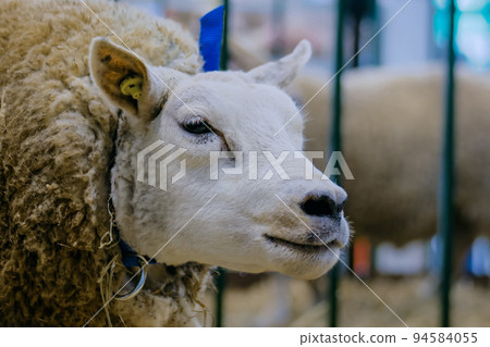 Texel sheep at animal exhibition, trade show - close up 94584055