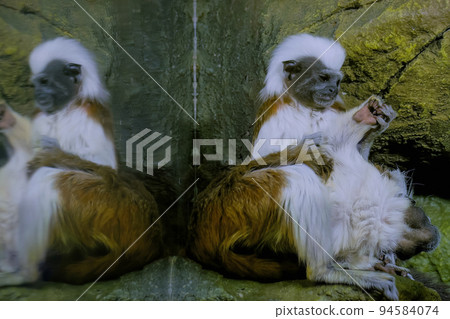 Two cotton-top tamarins Two cotton-top tamarins 94584074