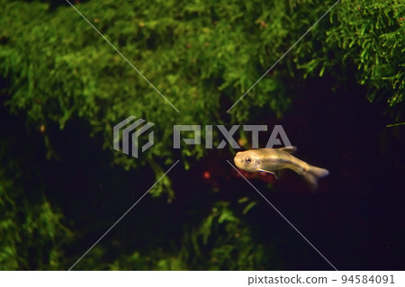 Abrahaya swimming in an aquarium 94584091