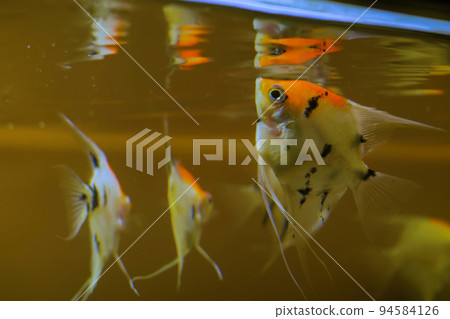 School of golden angelfish 94584126
