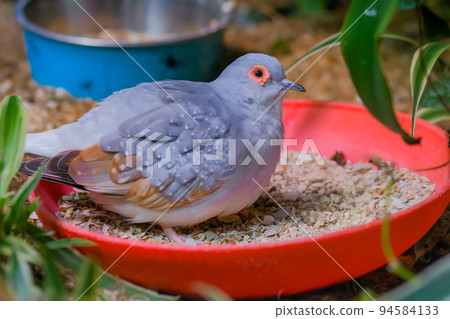 Diamond dove bird in the cage Diamond dove bird in the cage 94584133