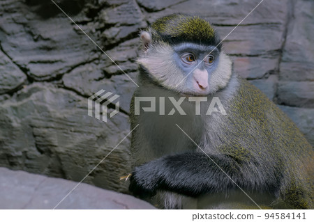 Green monkey looking around 94584141