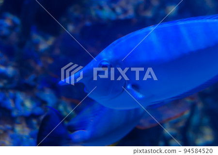 Funny fish with long nose swimming underwater Funny fish with long nose swimming underwater 94584520