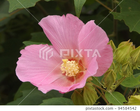 美國芙蓉的大粉紅色花朵 美國芙蓉的大粉紅色花朵 94584542