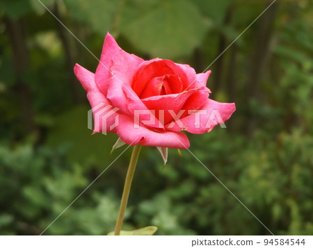 美麗的粉紅色玫瑰花 美麗的粉紅色玫瑰花 94584544