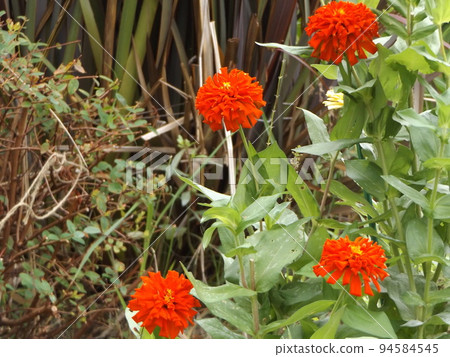 重瓣百日草紅花 重瓣百日草紅花 94584545
