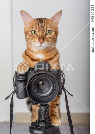 Bengal cat takes pictures on a camera on a tripod in the house. Bengal cat takes pictures on a camera on a tripod in the house. 94585331
