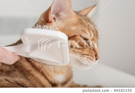 Grooming brushing red bengal cat with a special brush for grooming pets care concept. 94585339