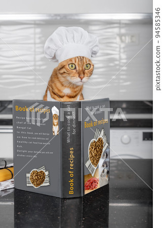 Portrait of a cat dressed as a chef deciding what to cook with a recipe book. 94585346