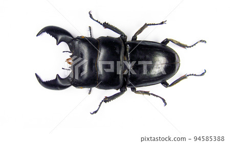 Beetle, isolated on white, Real giant stag beetle, black color, Dorcus titanus, Indonesia, huge jaws, Lucanidae, collection beetles. Coleoptera, Insects, tropical, Entomology 94585388