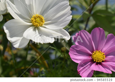 大波斯菊白桃 94585519