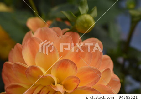 橙色大麗花 橙色大麗花 94585521