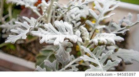 Beautiful silver cineraria in a flower box in the garden against a background of green grass, top view, close-up 94585897