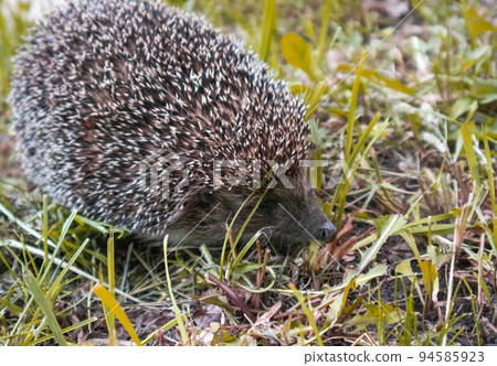 Cute hedgehog on the background of green grass in the forest Cute hedgehog on the background of green grass in the forest 94585923