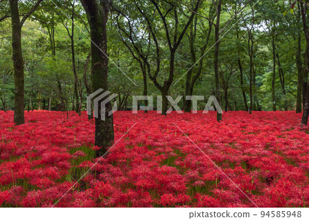 A bright red carpet Kinchakuda Manjushana 94585948