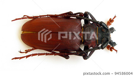 Beetles isolated on white. Giant longhorn beetle with giant jaws Dorysthenes buqueti macro close up. Collection beetles, cerambycidae, entomology, insects Beetles isolated on white. Giant longhorn beetle with giant jaws Dorysthenes buqueti macro close up. Collection beetles, cerambycidae, entomology, insects 94586004