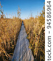 View of a wooden walking path among the reeds 94586964