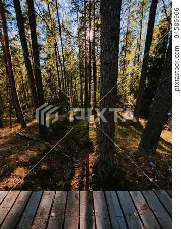 Eco path wooden walkway in the forest. Ecological trail path. Wooden path in the National reserve Crayfish lakes Eco path wooden walkway in the forest. Ecological trail path. Wooden path in the National reserve Crayfish lakes 94586966
